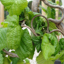 Load image into Gallery viewer, Corylus av. 'Contorta' - Harry Lauder’s Walking Stick