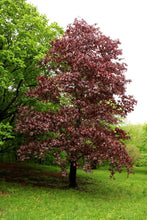 Load image into Gallery viewer, Acer plat. “Crimson King”