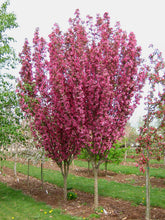 Load image into Gallery viewer, Malus ‘Rejoice’ RightRoot