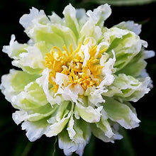 Load image into Gallery viewer, Paeonia Lact. "Green Lotus" Peony