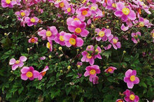 Load image into Gallery viewer, Anemone 'Lucky Charm'