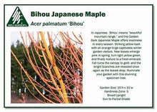 Load image into Gallery viewer, Acer palm. 'Bihou'