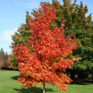 Acer saccharum 'Autumn Fest' - Sugar Maple