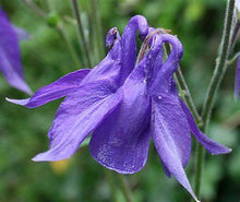 Load image into Gallery viewer, Aquilegia alpina - Columbine