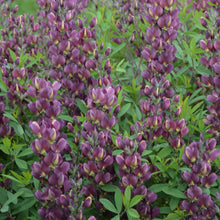 Load image into Gallery viewer, Baptisia 'Burgundy Blast' - False Indigo