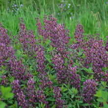 Load image into Gallery viewer, Baptisia 'Burgundy Blast' - False Indigo