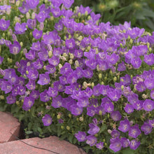Load image into Gallery viewer, Campanula 'Pearl Deep Blue' - Bellflower