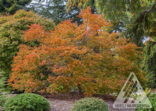 Load image into Gallery viewer, Acer x pse 'Cascadia' - Hybrid Maple