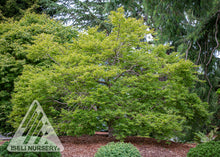 Load image into Gallery viewer, Acer x pse 'Cascadia' - Hybrid Maple