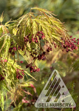 Load image into Gallery viewer, Acer x pse 'Cascadia' - Hybrid Maple