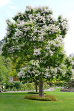 Load image into Gallery viewer, Catalpa speciosa - Northern Catalpa
