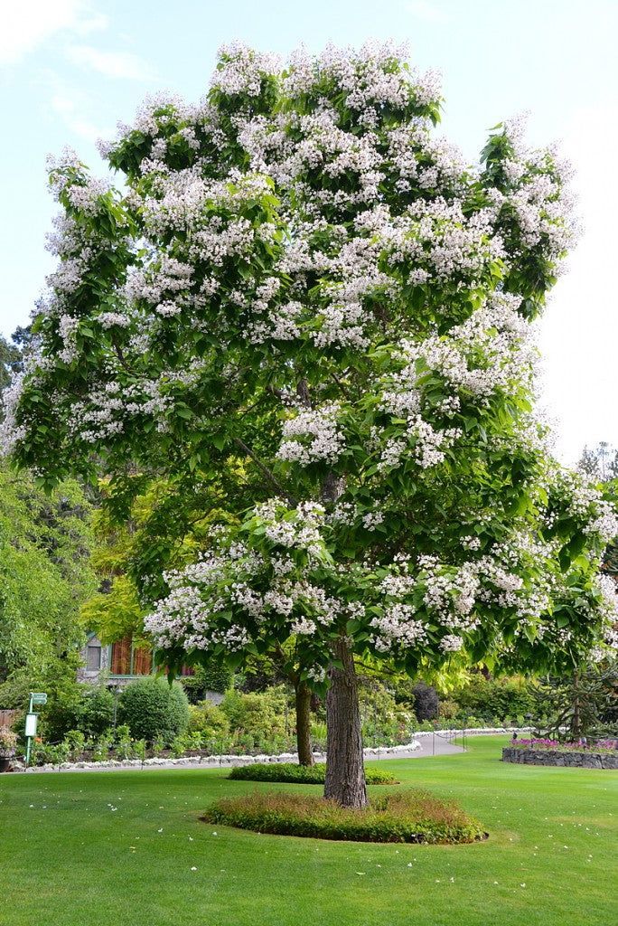 catalpa plant Catalpa speciosa