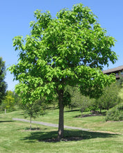Load image into Gallery viewer, Catalpa speciosa - Northern Catalpa