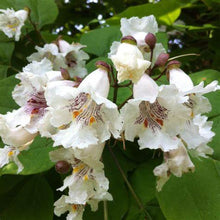 Load image into Gallery viewer, Catalpa speciosa - Northern Catalpa