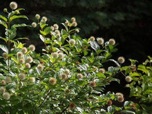 Load image into Gallery viewer, Cephalanthus occ. 'Crimson Comet'