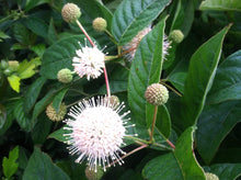 Load image into Gallery viewer, Cephalanthus occ. 'Crimson Comet'
