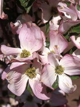 Load image into Gallery viewer, Cornus fl. 'Prairie Pink' - Florida Dogwood
