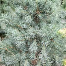 Load image into Gallery viewer, Pinus peuce 'Pacific Blue'
