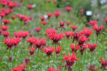 Load image into Gallery viewer, Monarda 'Gardenview Scarlet'