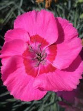 Load image into Gallery viewer, Dianthus AP 'Bumbleberry Pie'