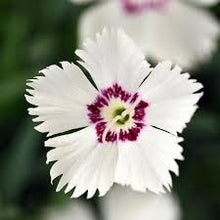 Load image into Gallery viewer, Dianthus mtn. Frost 'White Twinkle'