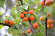 Load image into Gallery viewer, Prunus 'Early Golden' Apricot