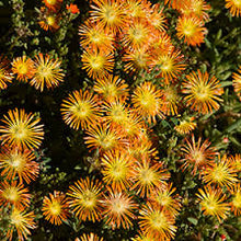 Load image into Gallery viewer, Delosperma delmara. 'Orange'