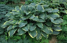 Load image into Gallery viewer, Hosta 'Regal & Splendor'