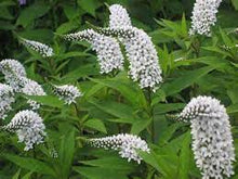 Load image into Gallery viewer, Lysimachia 'Gooseneck Loosestrife'