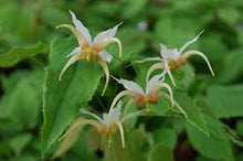 Load image into Gallery viewer, Epimedium 'Space Invaders'