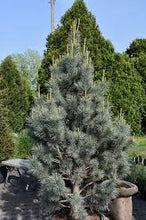 Load image into Gallery viewer, Pinus peuce 'Pacific Blue'