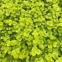 Load image into Gallery viewer, Lysimachia nummularia 'Golden Creeping Jenny'