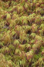 Load image into Gallery viewer, Acer palm. 'Spring Delight'