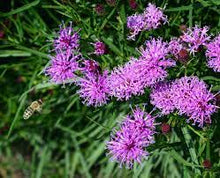 Load image into Gallery viewer, Vernonia 'Summer's Surrender'