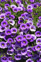 Load image into Gallery viewer, Calibrachoa 'Callie Blue'