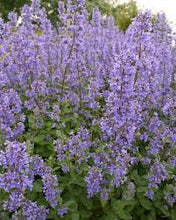 Load image into Gallery viewer, Nepeta grand. 'Summer Magic'