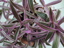 Load image into Gallery viewer, Tradescantia spathacea