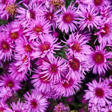 Load image into Gallery viewer, Aster 'Pink Crush'