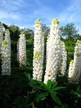 Load image into Gallery viewer, Lupinus 'Polar Princess'