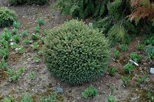 Load image into Gallery viewer, Picea abies 'Fat Cat'