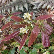 Load image into Gallery viewer, Epimedium wush. 'Sandy Claws'