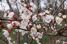 Load image into Gallery viewer, Prunus 'Early Golden' Apricot