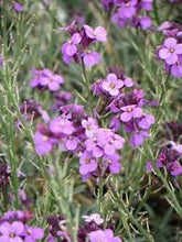 Load image into Gallery viewer, Erysimum lin. 'Bowles Mauve'