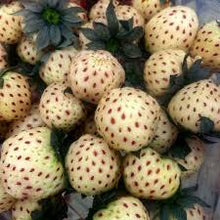 Load image into Gallery viewer, Fragaria x anan. 'White Carolina' - Strawberry