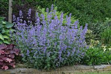 Load image into Gallery viewer, Nepeta grand. 'Summer Magic'