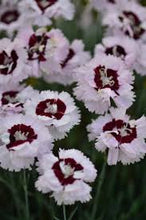 Load image into Gallery viewer, Dianthus 'Angel of Enlightenment'