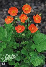 Load image into Gallery viewer, Geum cocc. 'Koi'
