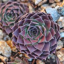 Load image into Gallery viewer, Sempervivum 'Black Selection'