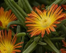Load image into Gallery viewer, Delosperma delmara. 'Orange'