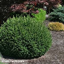 Load image into Gallery viewer, Picea abies 'Fat Cat'